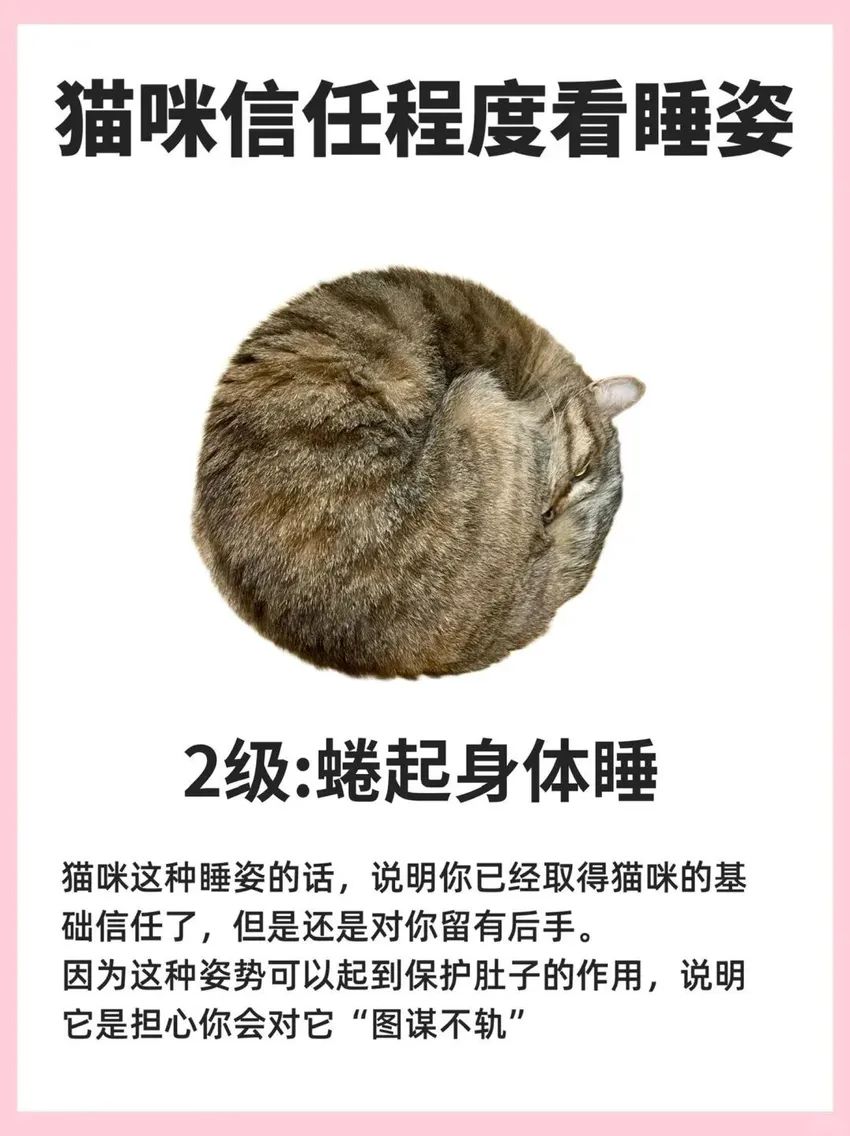 🌟青年大学习|看喵喵睡姿知信任度🌟 2