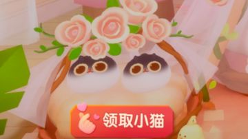 小 猫 图 鉴（慢更版）