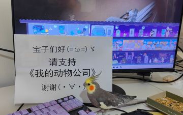 鸟（你好）请支持我的动物公司！