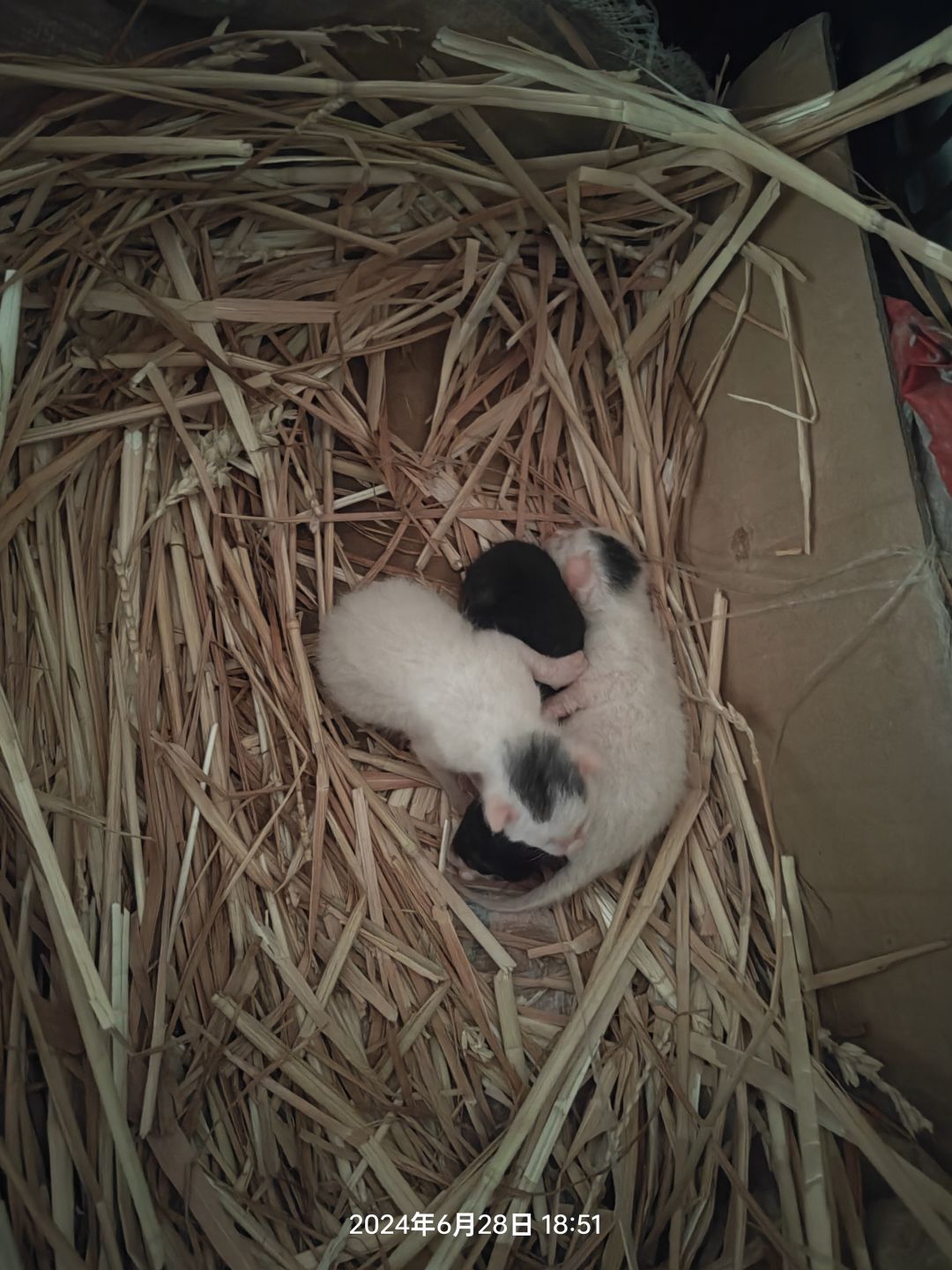 新鲜刚下小猫仔 1