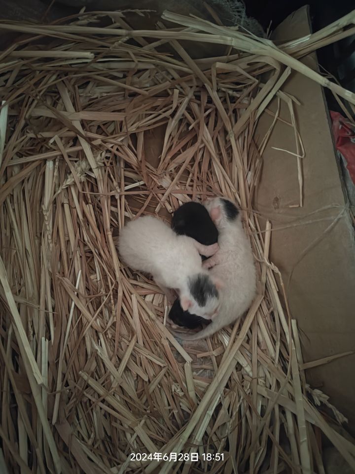 新鲜刚下小猫仔截图