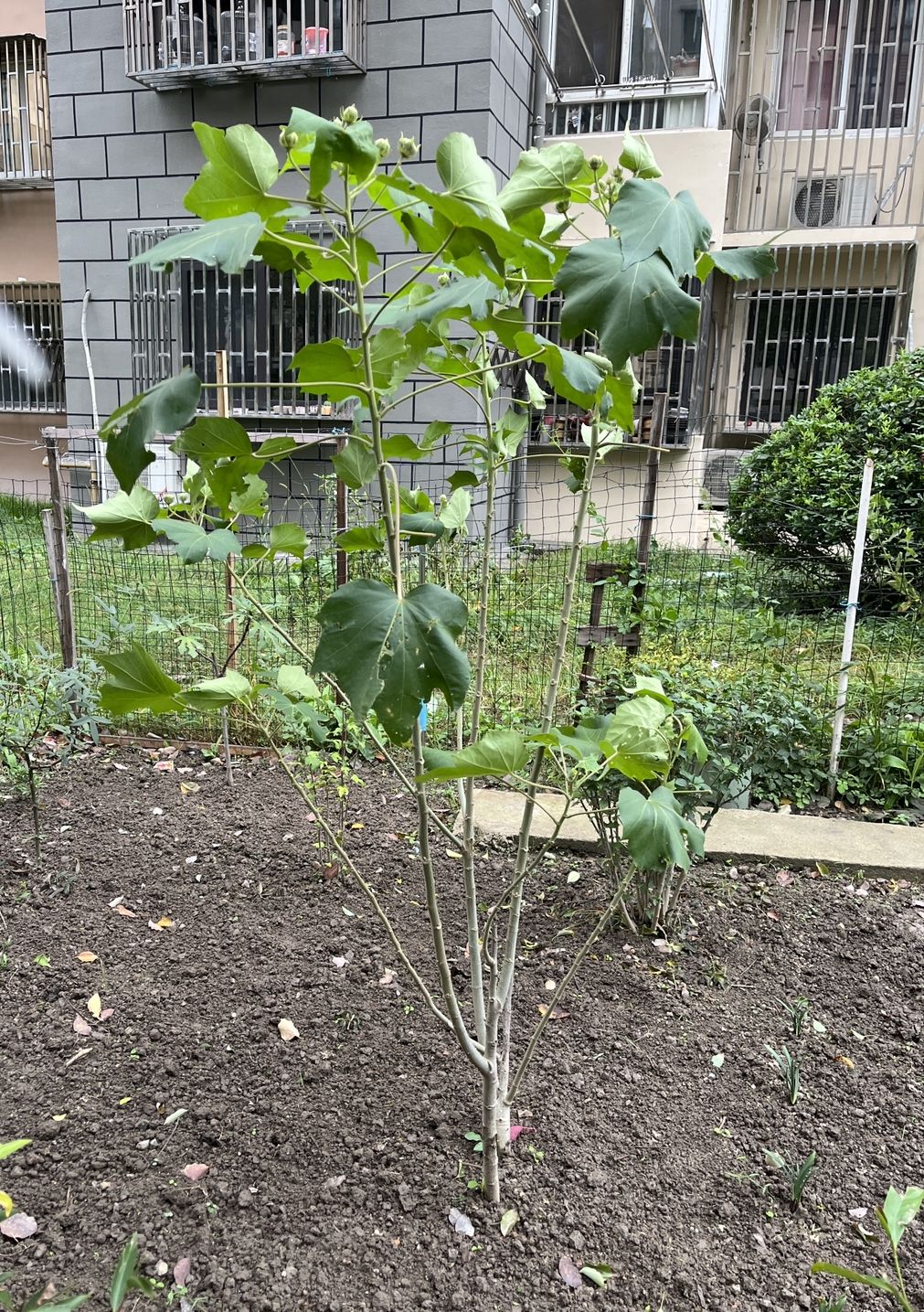 现实中的苎麻草
真没想到这么大截图