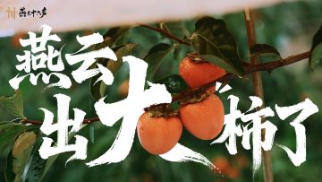 燕云×富平柿子丨消息可靠，好柿发生！