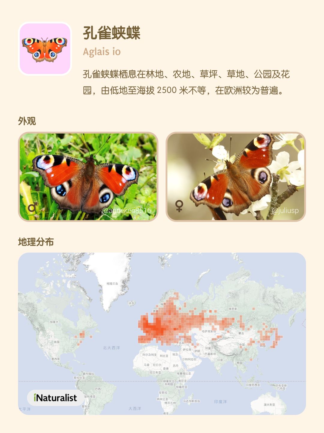 认识心动小镇的蝴蝶（4-7 级） 3