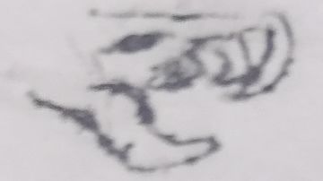 荒野变形者牺牲流