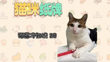 《猫咪纸牌》猫界冷知识 28-- 爪爪互动玩耍🐾