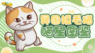 喵星图鉴丨异国短毛猫（内含福利）