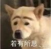 《雄鹰是最为强大的部落》 2