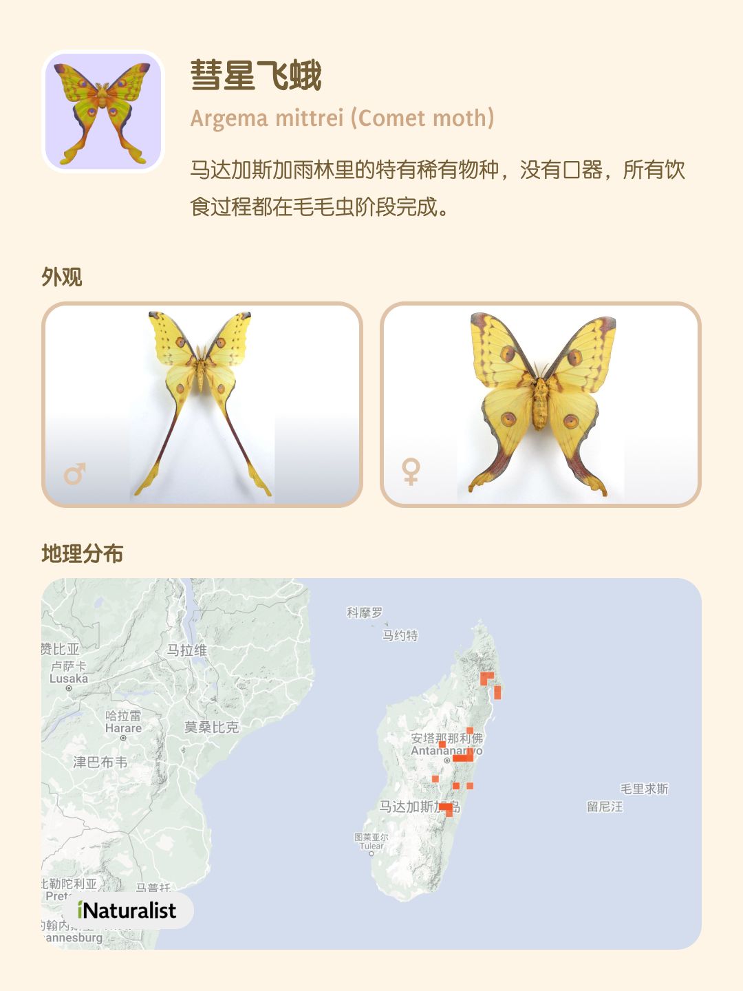 认识心动小镇的蝴蝶（8-10 级） 3