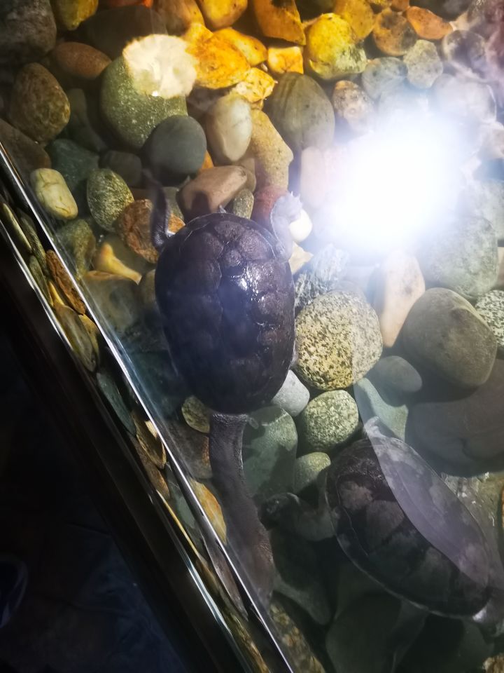 假期分享第三天截图