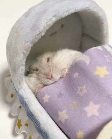 关于我在闪击战认识的一个女孩的故事...