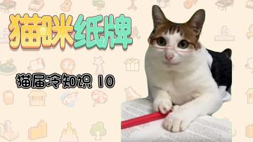 《猫咪纸牌》猫界冷知识10--舔毛竟是悄悄话？