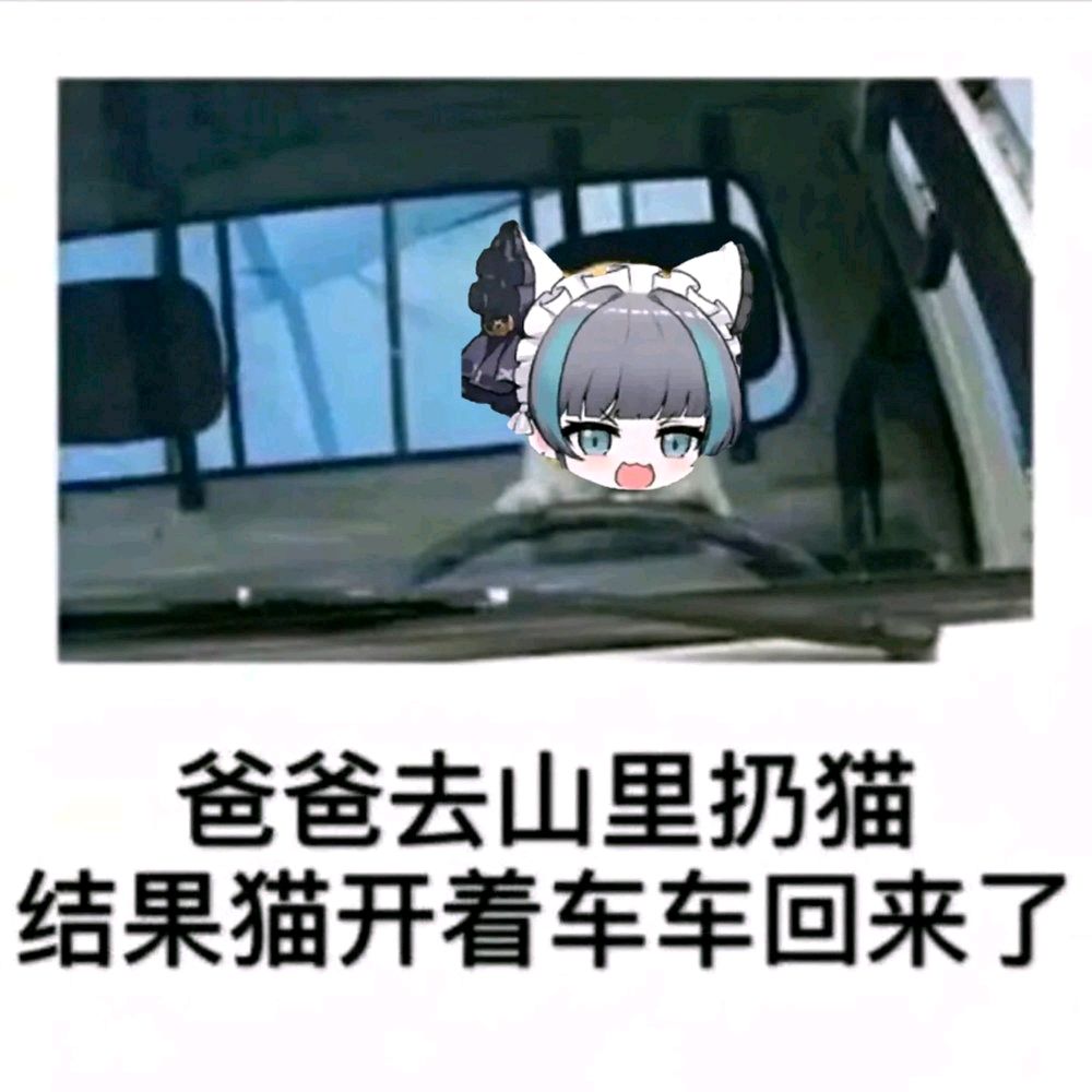 柴郡猫猫 3