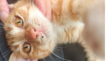 又来设计身份了，纵横家，一个有技能的内奸，来锐评