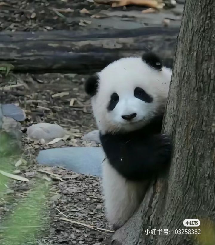 视角能旋转吗？截图