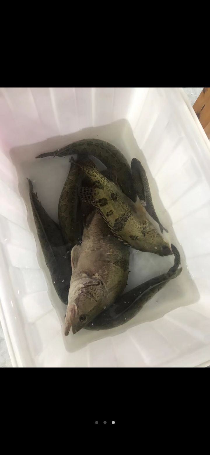 依托答辩。钓鱼克了截图