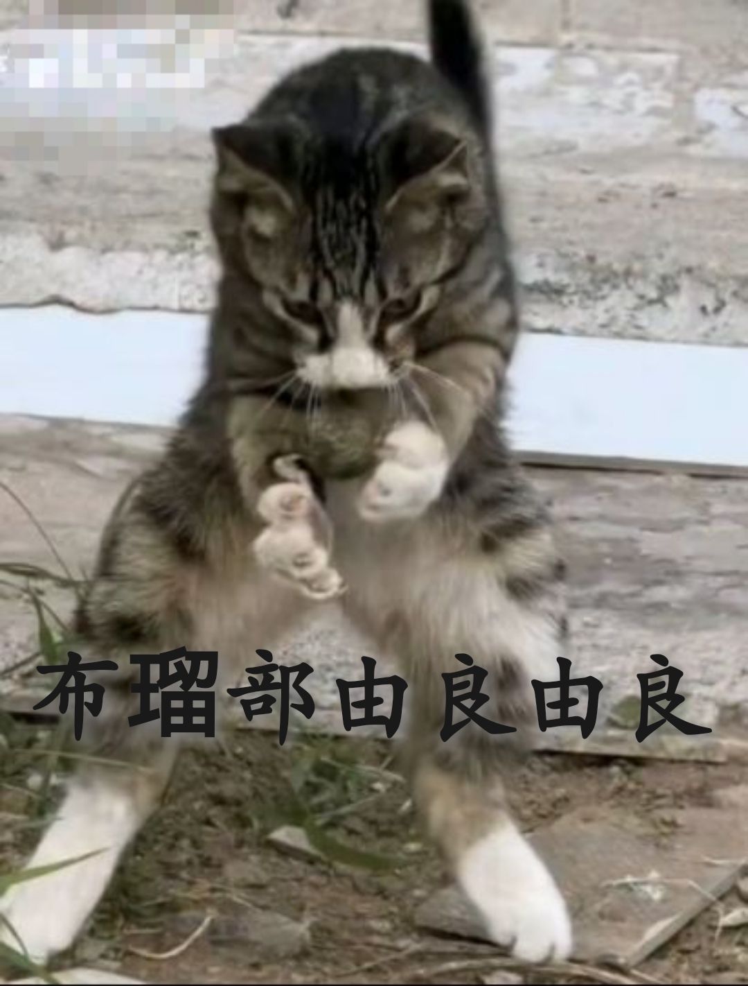 有人需要战令怪吗? 1