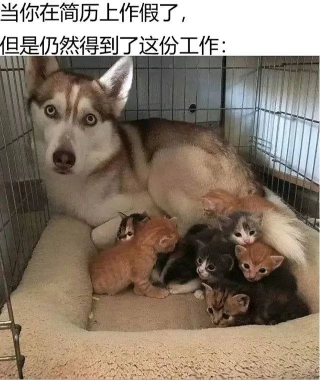 今日份梗图分享 2