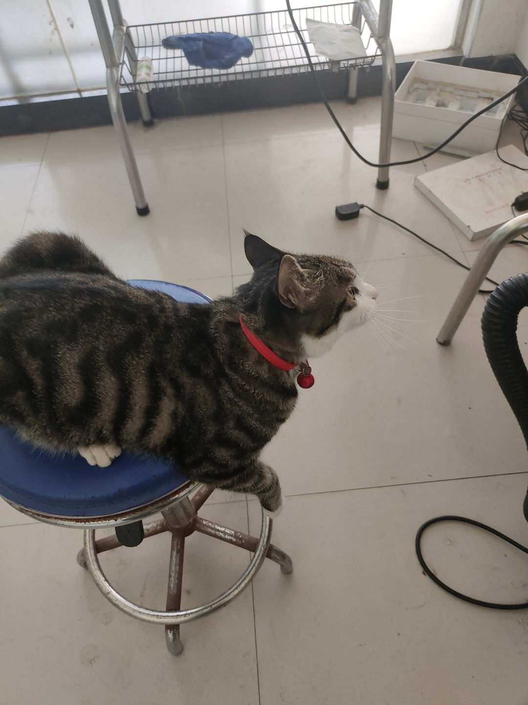 找到了猫 2