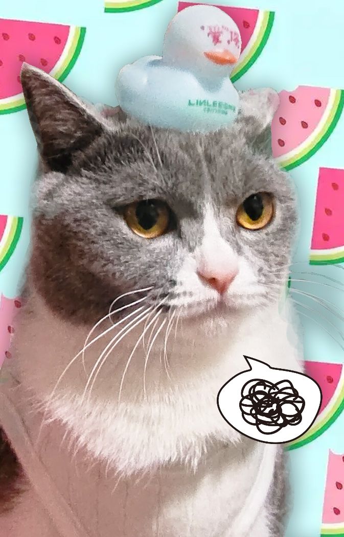 分享几张猫片给大家欢乐一下 3