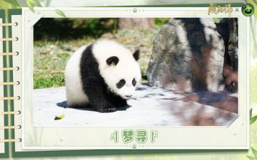 ☆大熊猫宝宝生活近况☆