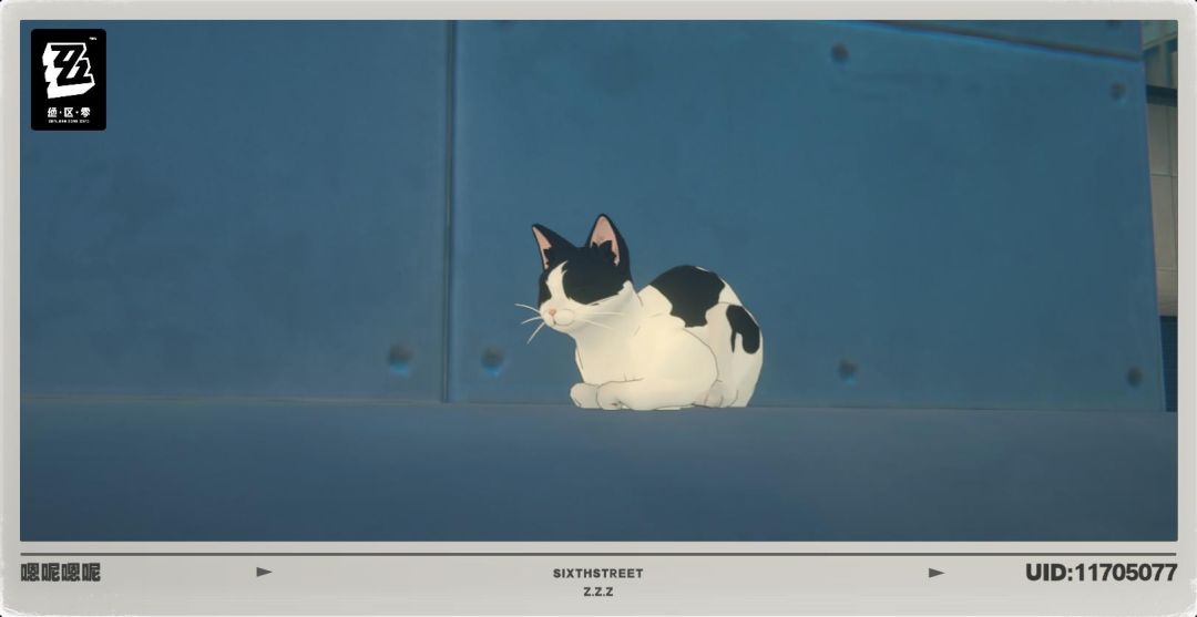 猫猫猫 1