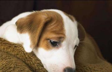 【修复完毕】被封印的同学，重启下游戏就好啦 (原标题：翻车了~刚刚悄摸摸的更新9.12服务器版本功能手滑了……提示账号异常的同学不要慌)