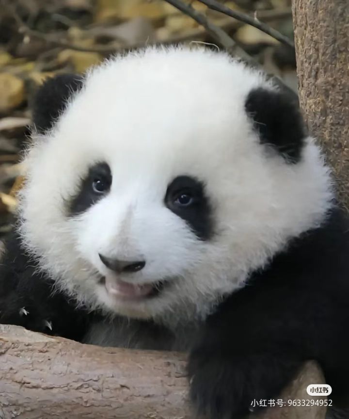 股票走向推测截图
