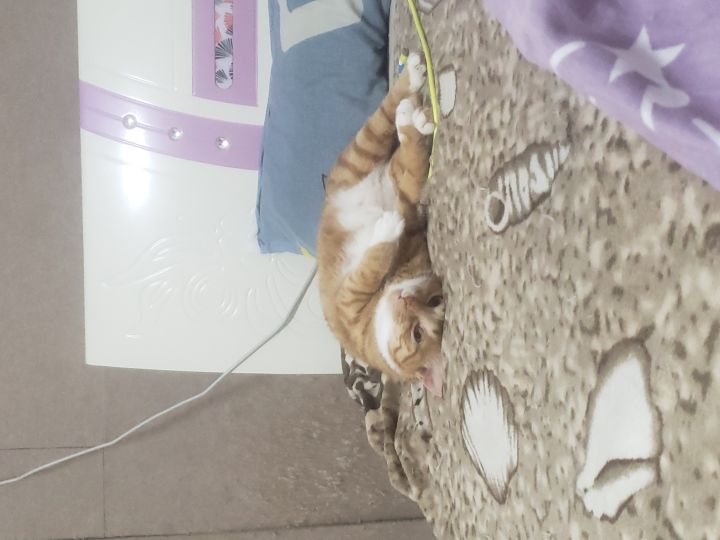 圣垣自由交易手游截图