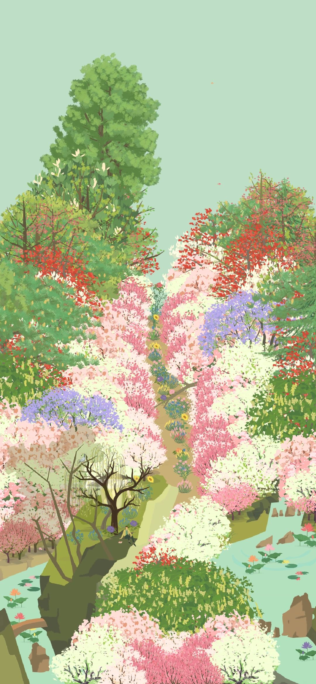 蓝花楹开花啦 1