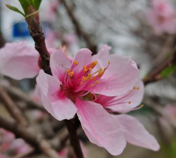 桃花缘活动简明攻略及注意事项