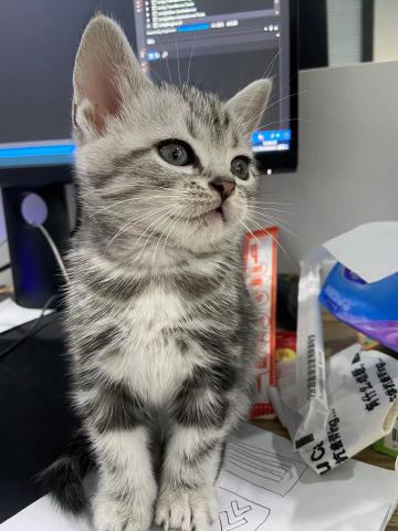 小猫的观察日记