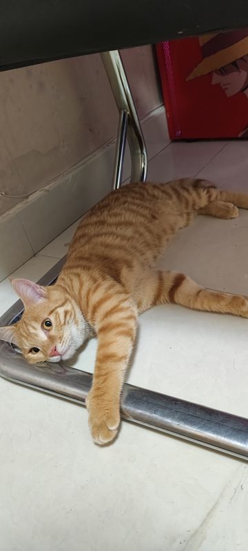 新年活动兑换码