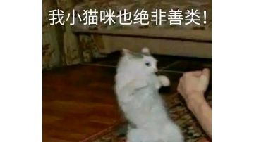 第三届歪脖树杯