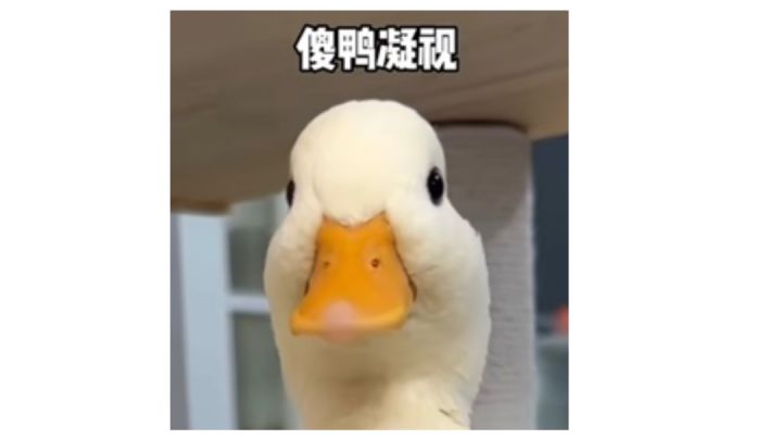 和对面卡文打雪仗哈哈哈哈哈截图