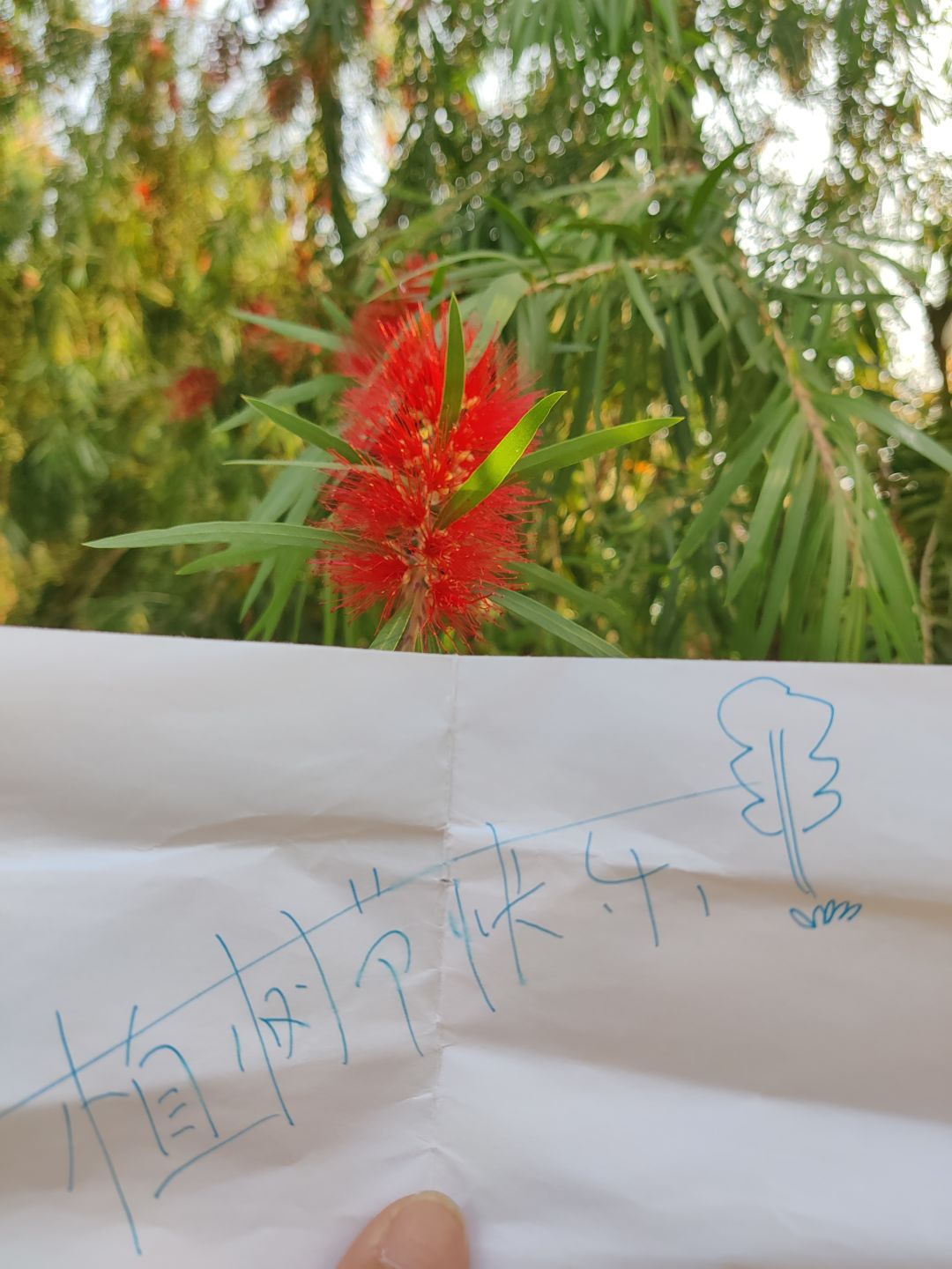 植树节快乐🌲 1