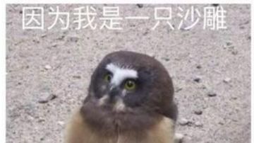 个人PtT变化记录贴