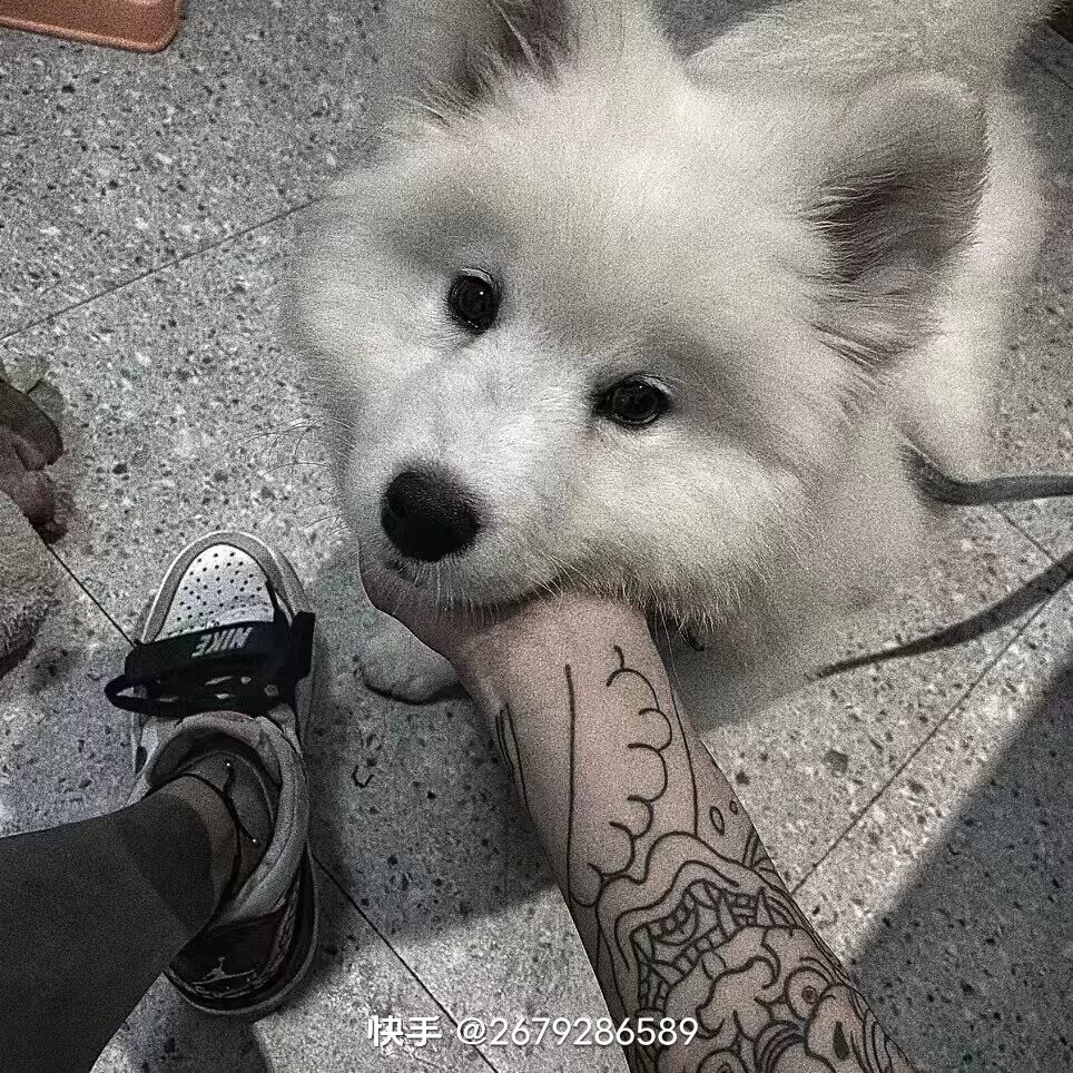 动态图片 3