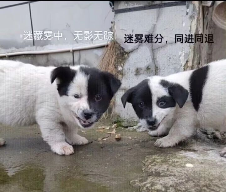 咨询点天刀的事截图