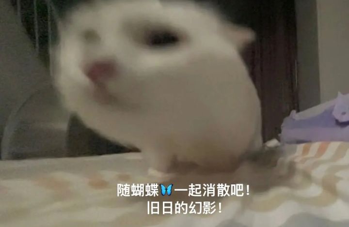 随蝴蝶🦋一起消散吧截图