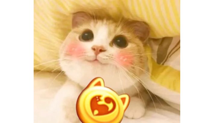 【新手攻略】萌新搞猫币第二弹截图