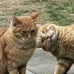 砍截图
