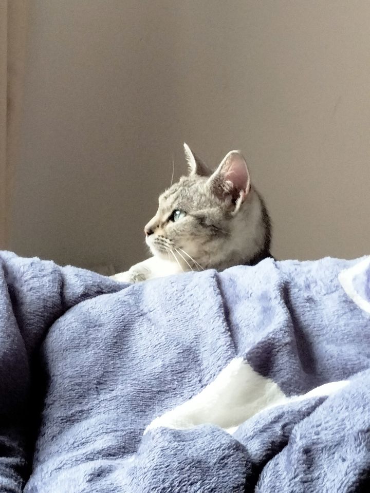 探头探脑的猫咪截图