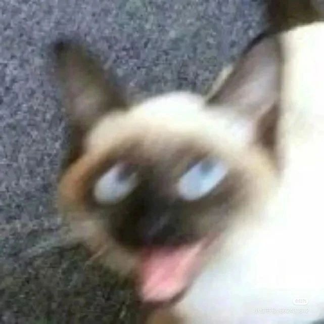 整个圈子第一个帖子 :)(猫猫好可爱OuO) 2