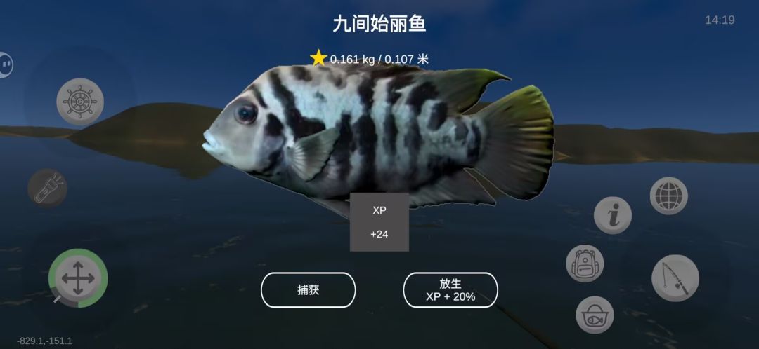 黄星鱼欣赏 3