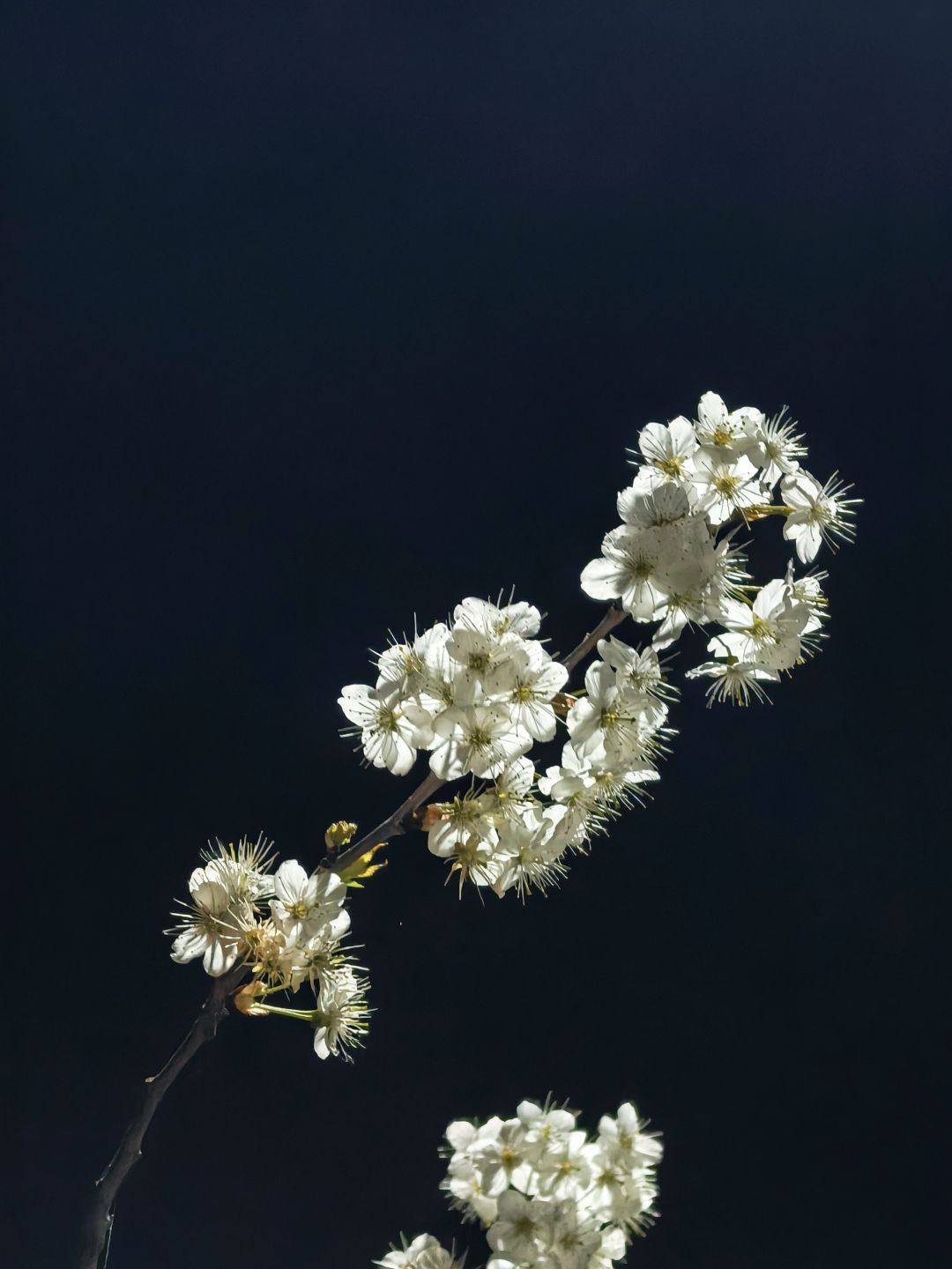 樱桃开花啦 2