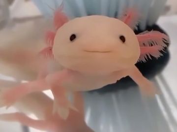 七日世界电系武器异常物物美西螈，策划灵感