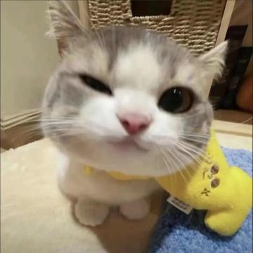 关于新版本的一些见解