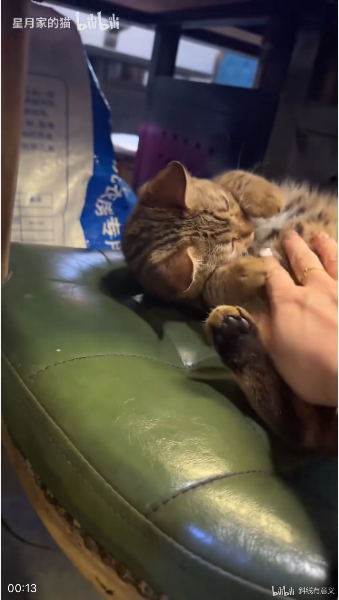 哎呀,小猫真可爱啊 2
