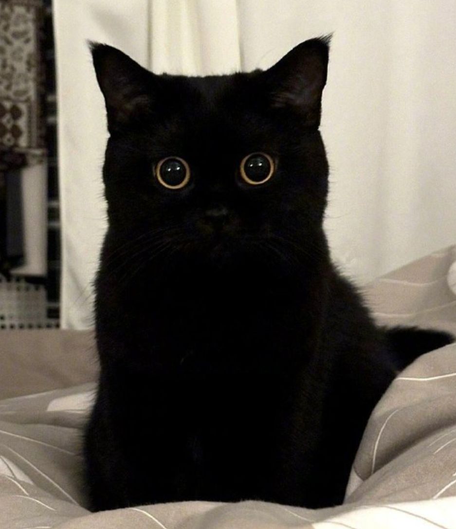 挂一个爱猫帖子,理性讨论,切勿升格 1